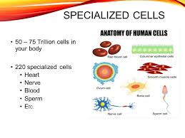 Check spelling or type a new query. Specialized Cells 50 75 Trillion Cells In Your Body Ppt Video Online Download