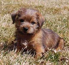 Gorgeous Norfolk Terrier Norfolk Terrier Silly Dogs Cute Puppies