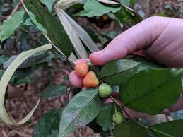 Image result for Carpolobia goetzei