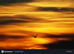 Birds Flying In The Sky Png Free Bird Flying In Golden Hour With Clouds Photo Download In Png Jpg Format Cloud Photos Birds Flying Clouds