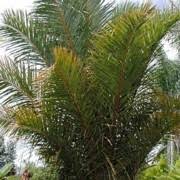 Image result for Raphia ruwenzorica