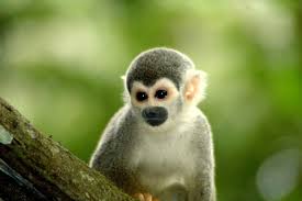 Isla De Los Micos Monkey Island Amacayacua National Park Amazon Jungle In Colombia South America Animals American Animals Savage Animals