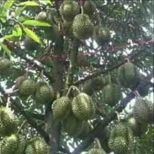 Termasuk musang king vs montong. Bibit Buah Durian Musangking Asli 2 Tahun Berbuah Lebat Shopee Indonesia