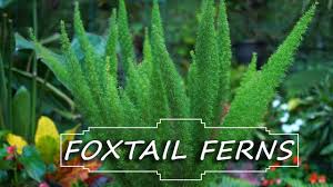 Maybe you would like to learn more about one of these? Foxtail Fern Care Asparagus Densiflorus Myersii Fern Friday Youtube
