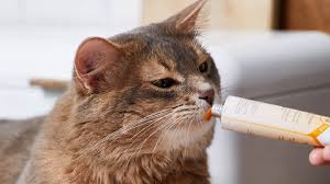Kedi Malti Nedir Ne Ise Yarar Kedi Rehberi