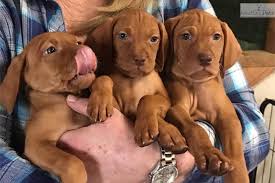 A blog about a vizsla puppy living the downtown vancouver city life. Akc Ch Female Vizsla Puppy For Sale Near Bloomington Indiana E0f79183 60d1