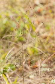 Image result for Panicum gilvum