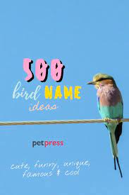 Top 500 Bird Names For Naming Your Pet Bird Petpress