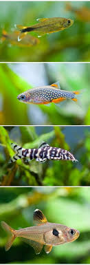 The Ultimate Guide To The Celestial Pearl Danio Galaxy Rasbora Fishkeeping World In 2020 Fresh Water Fish Tank Tropical Freshwater Fish Fish Breeding