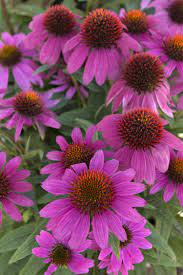 Powwow Wild Berry Coneflower Summer Plants Plants Habitat Garden