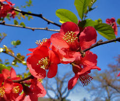 Image result for Chaenomeles japonica