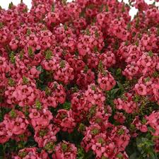 Image result for Diascia