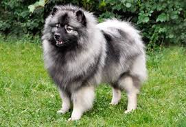 Canadian Kennel Club Club Canin Canadien