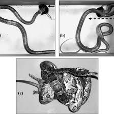 From deep fantasy by white lung. Prey Handling Behaviours Used By Two Different Species Of Snakes A Download Scientific Diagram