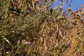 Image result for Athrixia