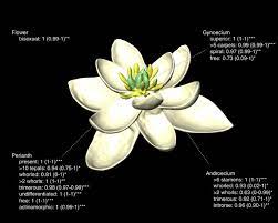 I've never seen such beautiful things, but they are. The Ancestral Flower Of Angiosperms And Its Early Diversification Nature Communications