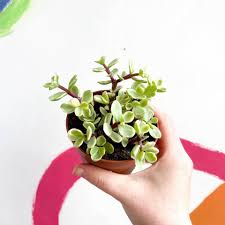 Image result for Odontosoria afra