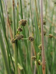 Image result for Schoenoplectus scirpoides