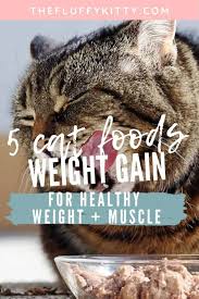 I am updating this recipe with a few things i learned in the last couple of years. How To Fatten Up A Cat Best Cat Food To Gain Weight Dry Wet Food