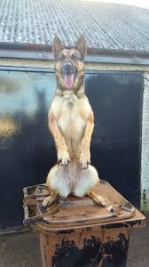 Dişi, erkek belçika kurdu ücretsiz sahiplendirme ilanları fiyat nedir ve ne kadar bilgisi için sitemizi gezin. Belgium Malions X German Shepherd Malinois Photographie