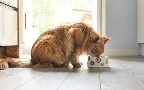 The reviews aim to inform you what the. Cat Food Buying Guides Reviews