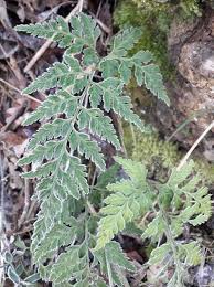 Image result for Asplenium adiantum-nigrum