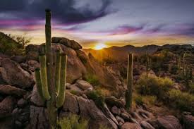 The pincushion cactus mostly blooms in early spring and summer and loves rain. Resort In Tucson Arizona The Ritz Carlton Dove Mountain