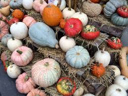 We did not find results for: Food Or Decoration Here S Our Heirloom Pumpkin Advice Wolff S Apple House