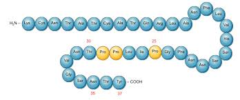 Image result for Pramlintide