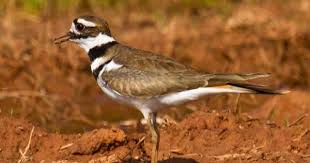 Birds Native To Oklahoma Next Time You Head To Lake Hefner In Oklahoma City See If You Can Find A Killdeer Like This One Resting On The Shore Bird Watching Bird Species Bird