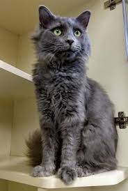 Adopt Oscar On Petfinder Cat Adoption Cat Today Pet Adoption