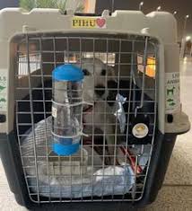 Enjoy better coordination and boosted business profits when shopping online today. 17 International Pet Transport Company In India Ideas Pet Transport Pet Relocation Pet Transport Service