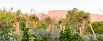 Image result for images desert trees deep root system