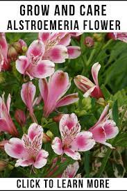 Alstroemeria Flower Lily Plants Alstroemeria Peruvian Lilies
