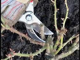 Pravilnaya Obrezka Roz Vesnoj Uhod Za Domashnimi Rozami Youtube Garden Tools Garden Planning Diy Plants