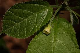 Image result for Mildbraedia carpinifolia