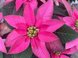 Should You Plant Leftover Poinsettias In The Garden Here S What To Know Dan Gill Mailbag Home Garden Nola Com