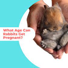 What Age Can Rabbits Get Pregnant Everything To Know