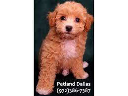 They are suitable for show and also serve as the classic home dogs. Bichon Poo Puppies Petland Dallas Tx