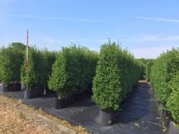Ligustrum obtusifolium evergreen shrubs or trees, up to 25 m tall; Privet Hedges Hampshire Hedges