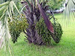 1 butia capitata. llifle encyclopedias of living forms, the encyclopedia of palm & cycads, 2005. Datei Butia Capitata Jelly Palm Jpg Wikipedia