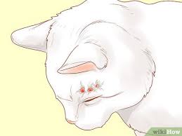 Unfortunately, just the appearance, color and size of a lump will not allow us to determine if the growth is malignant (cancerous) or benign (noncancerous). How To Recognize Skin Cancer In Cats 15 Steps With Pictures