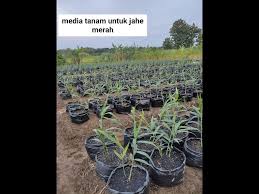 Selain di lahan terbuka, kamu juga bisa menanam jahe merah di pot. Belum Panen Sudah Untung Pemupukan Dan Pemecahan Tunas Jahe Merah Budidaya Jahe Merah Litetube