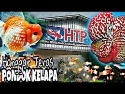 Centra Ikan Hias Hanggar Teras Pondok Kelapa Youtube