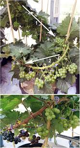 Frontiers Vitis Vinifera L Fruit Diversity To Breed