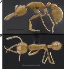 There are about 750 species of figs, each of which has a particular fig. Newly Discovered Sister Lineage Sheds Light On Early Ant Evolution Pnas
