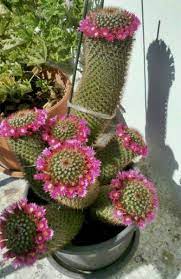 Ver más ideas sobre suculentas, cactus y suculentas, plantas. Flores De Cactus Y Suculentas Que Te Dejara N Boquiabierto Cactus Y Suculentas Suculentas Flores Exoticas
