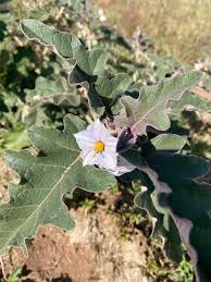 Image result for Solanum lichtensteinii