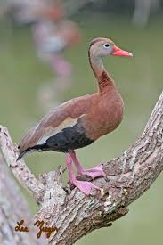 Black Bellied Whistling Duck Dendrocygna Autumnalis Found In Southernmost United States Central America And Sou Aquatic Birds Animals Beautiful Rare Birds