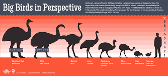 big birds cant fly big birds in perspective nature pbs